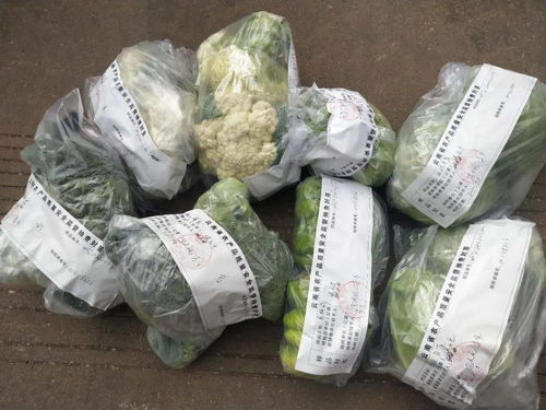 五华县开展年度第七次产地农产品质量安全监督抽检 筑牢初级食用农产品安全防线