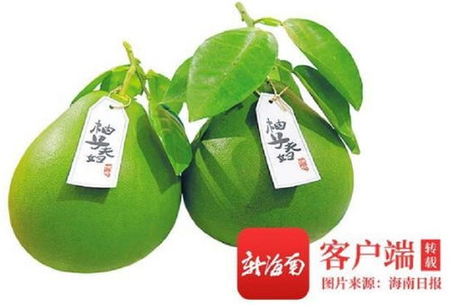消博会澄迈柚子 国际农民丰收节贸易会助推农产品迈向全球市场